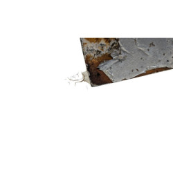 Sabot TRIUMPH STREET TRIPLE 675 R 2011 à 2012